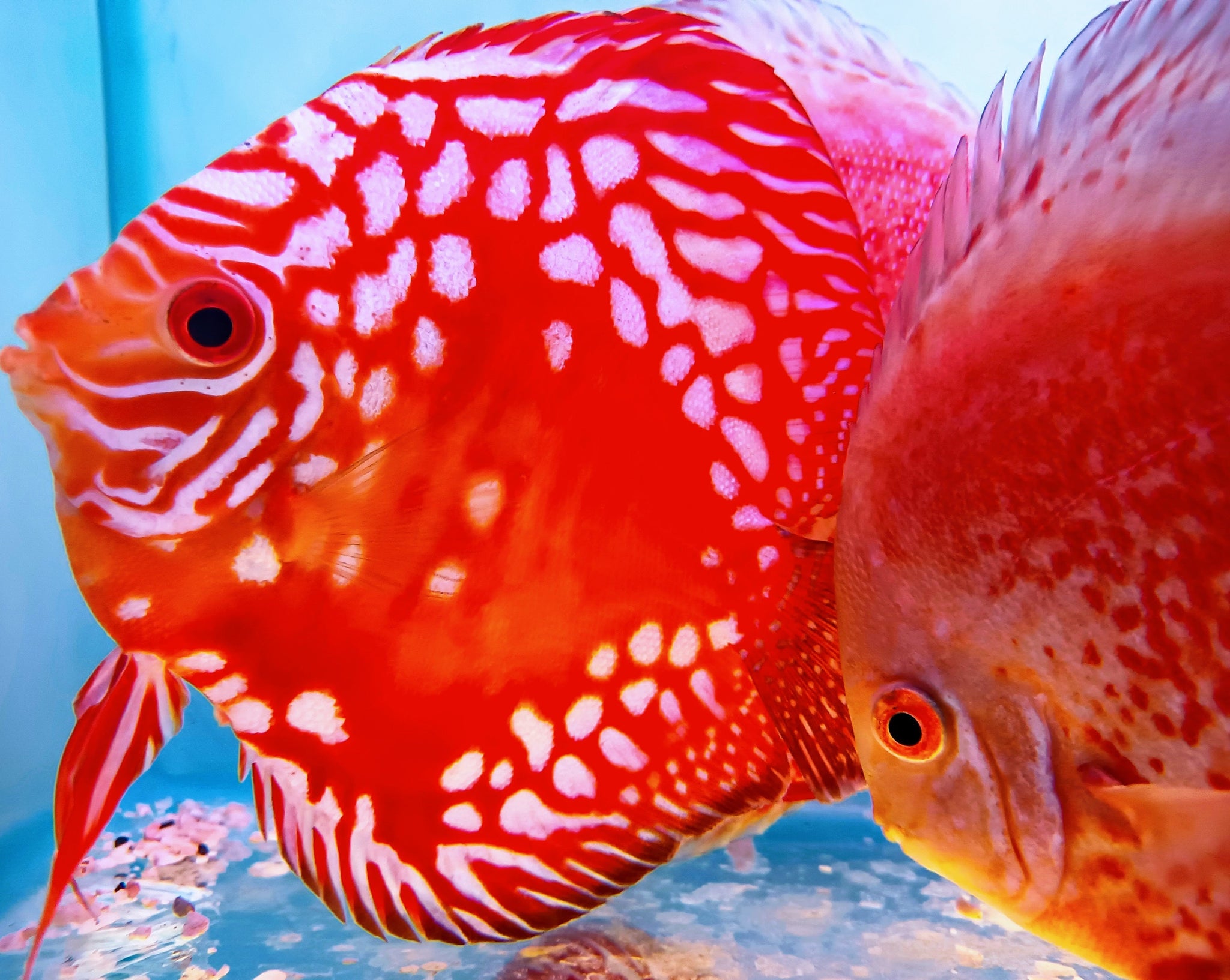 Discus Leopard Checkerboard Red Checkerboard Discus Adult – Melbourne Tropical Fish