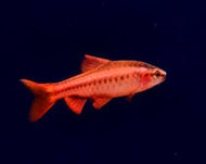 Cherry Barb