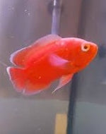 Chilli Red Oscar