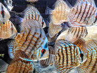 Discus Cobalt