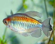 Congo Tetra Male