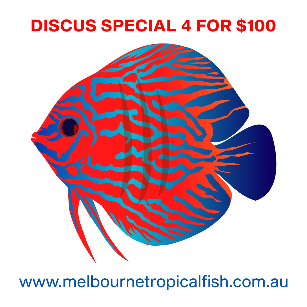 Discus Sale Discus Sale 5cm to 6cm Assorted Discus 4 for $100 – Melbourne Tropical Fish