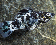 Dalmation Molly