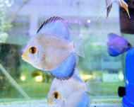 Discus Powder Blue