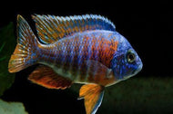 Display Peacock Assorted