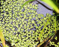 Duckweed Bags