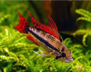 APISTOGRAMMA CACATUOIDES SUPER RED