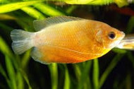 Dwarf Golden Gourami