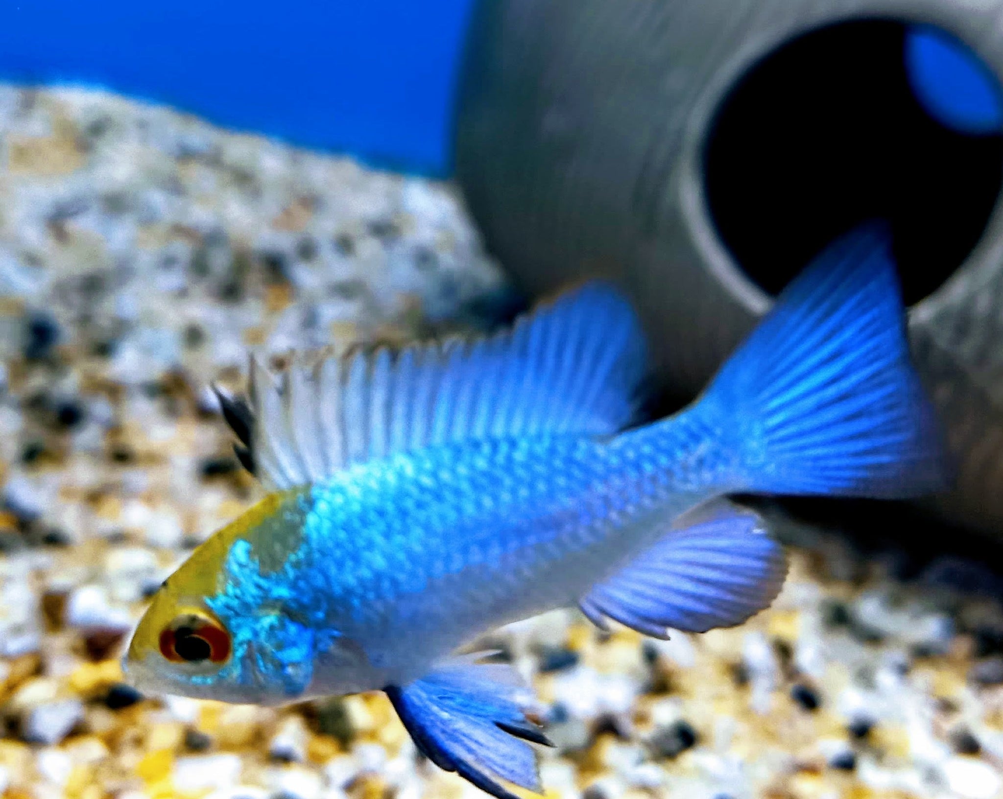 Electric Blue Rwm Electric Blue Ram – Melbourne Tropical Fish