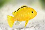 Electric Yellow