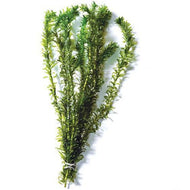 Elodea Supreme