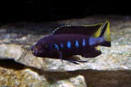 Elongatus Chewere