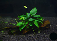Anubias Emerald Heart Mother Plant