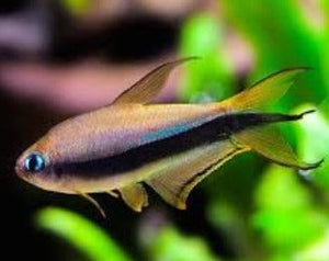 Emperor Tetra