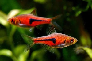 Espei Rasbora