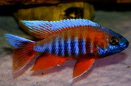 Eureka Red Cichlid