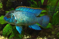 Fire Electric Blue