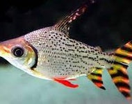 Flagtail Prochilodus Red (Semaprochilodus insignis