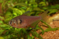 Flame Tetra