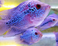 Flowerhorn Cichlid