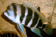 Frontosa Mikula