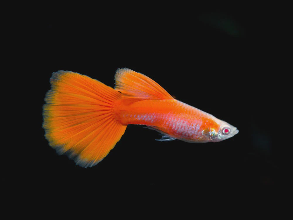 Full Red Albino Guppy