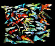 Imported Male Guppy