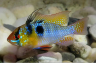 German Blue Rams