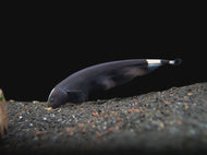 Ghost Knife 16cm