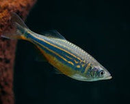 Giant Danio