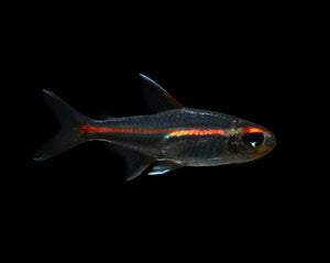 Glolite Tetra