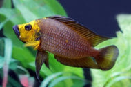 Gold Compreciceps