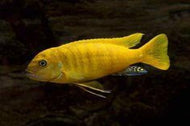Gold Mundola