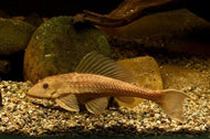 Gold Plecostomus