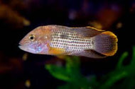 Gold Rivulatus