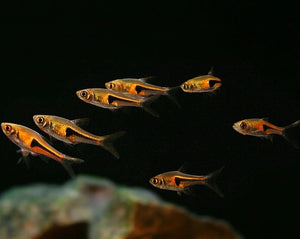 Hengeli  Rasbora