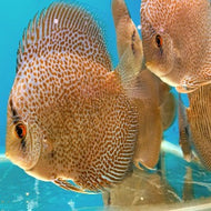 Discus Spotted Leopard