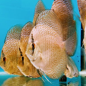 Discus Spotted Leopard