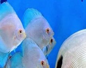 Discus  Blue Diamond