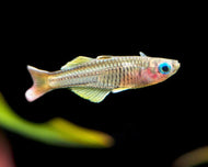 pseudomugil ivantsoffi