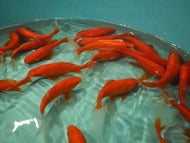 Jumbo Gold Fish Comet 17cm