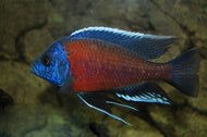 Kadango Red Fin 9cm