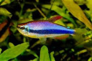 Kerri Tetra