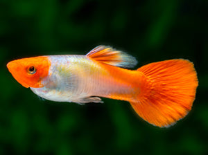 Kohaku Koi Male Guppy