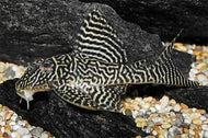 L066 Catfish