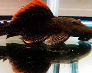L600 Leopard Cactus Pleco Catfish (Hypancistrus sp) 3.5cm to 4cm