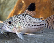 Leopard Cory