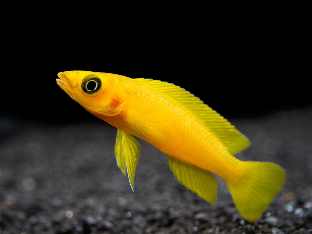 Leleupi – Melbourne Tropical Fish