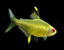 Lemon Tetra