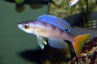Leptosoma Untinta